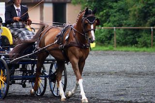 Fahren mit Don Pedro 2014